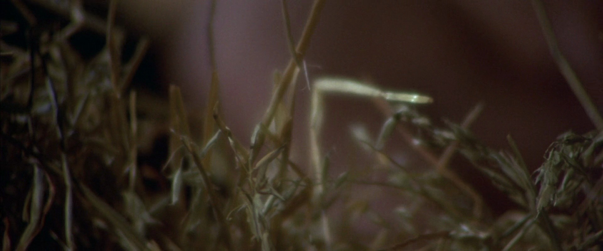 Shot 1181