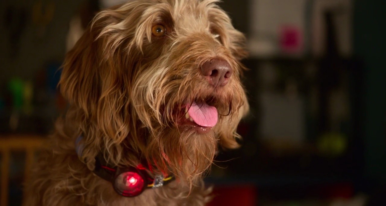 Shot 800