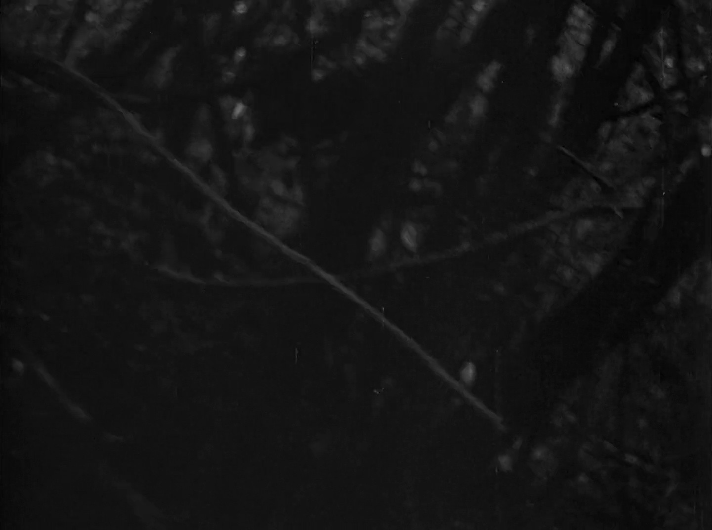 Shot 1975