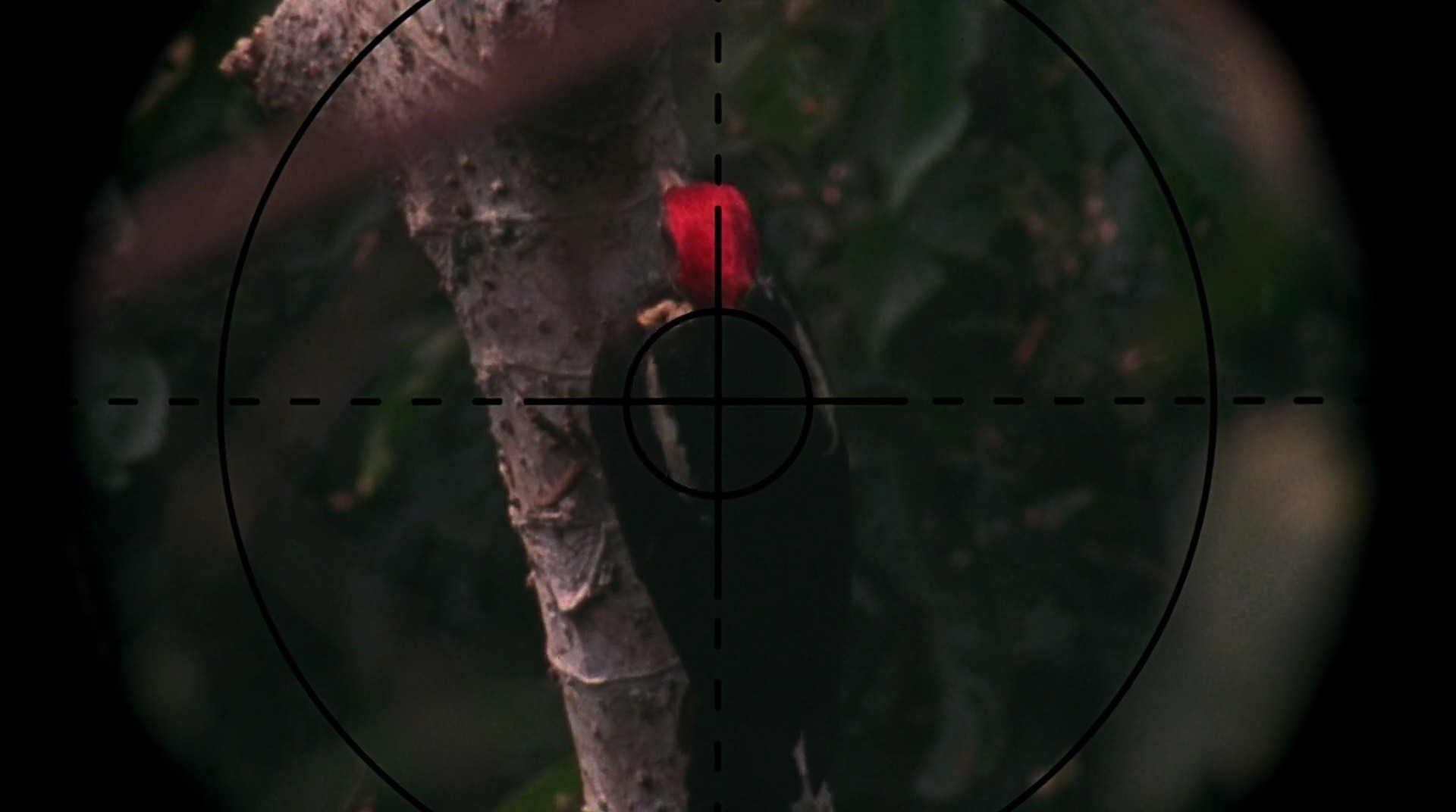 Shot 582