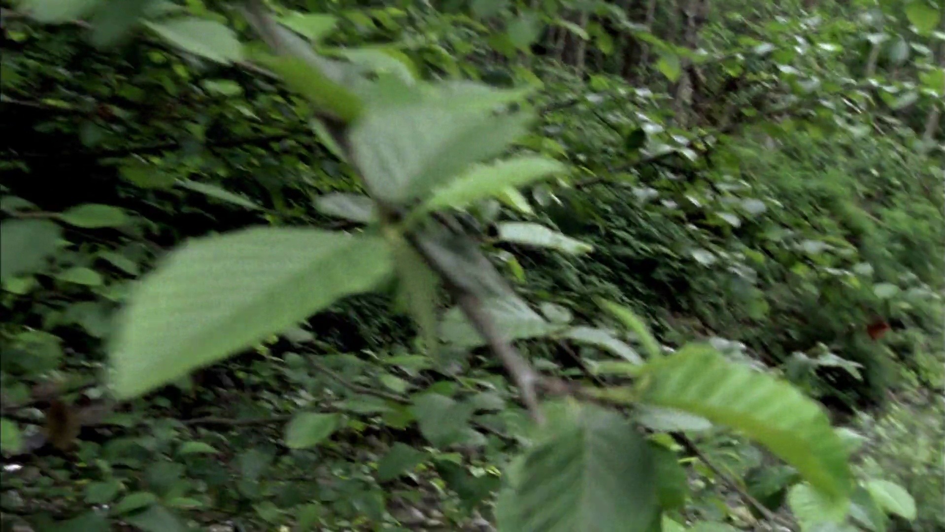 Shot 247