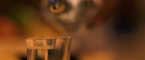 Shot 1498