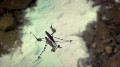 Shot 742