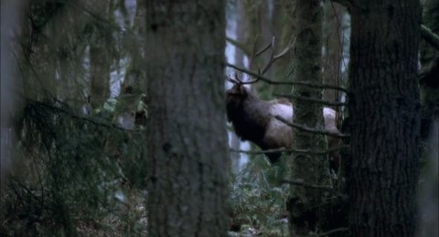 Shot 295