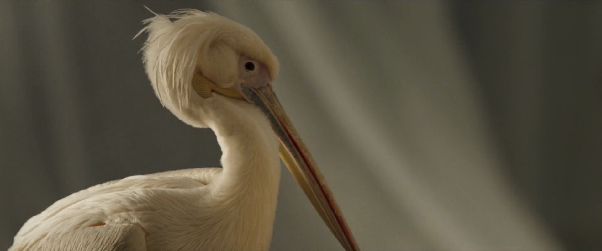 Shot 96