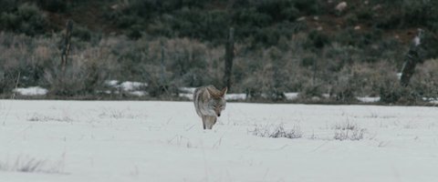 Shot 12