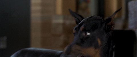 Shot 1956