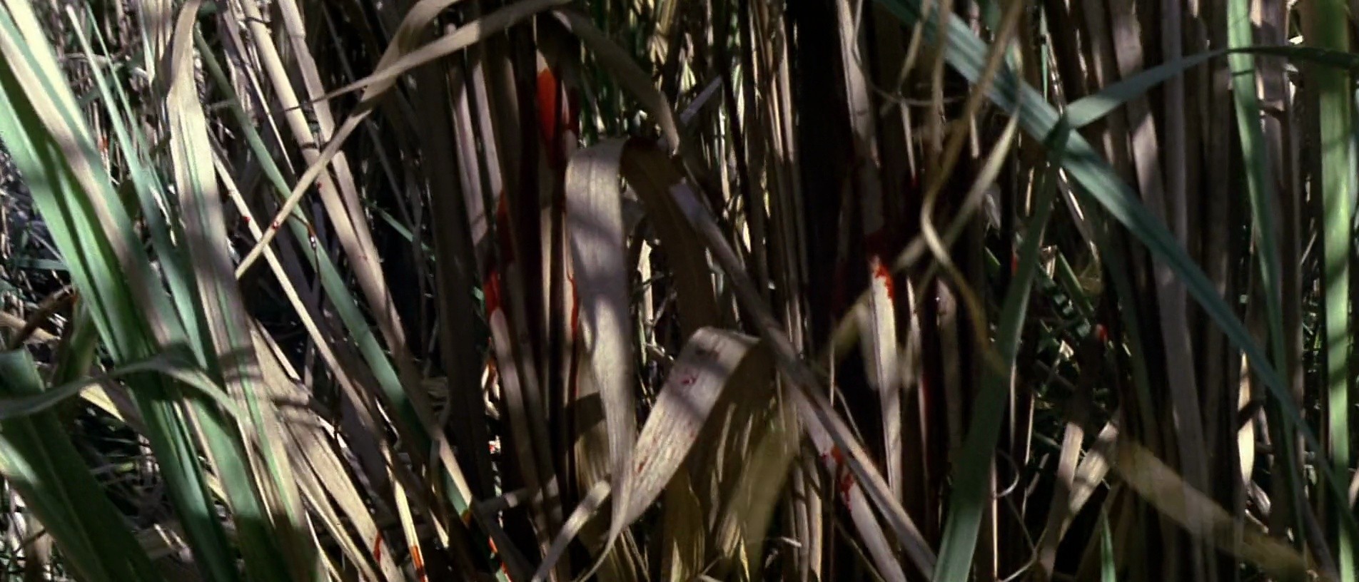 Shot 1344