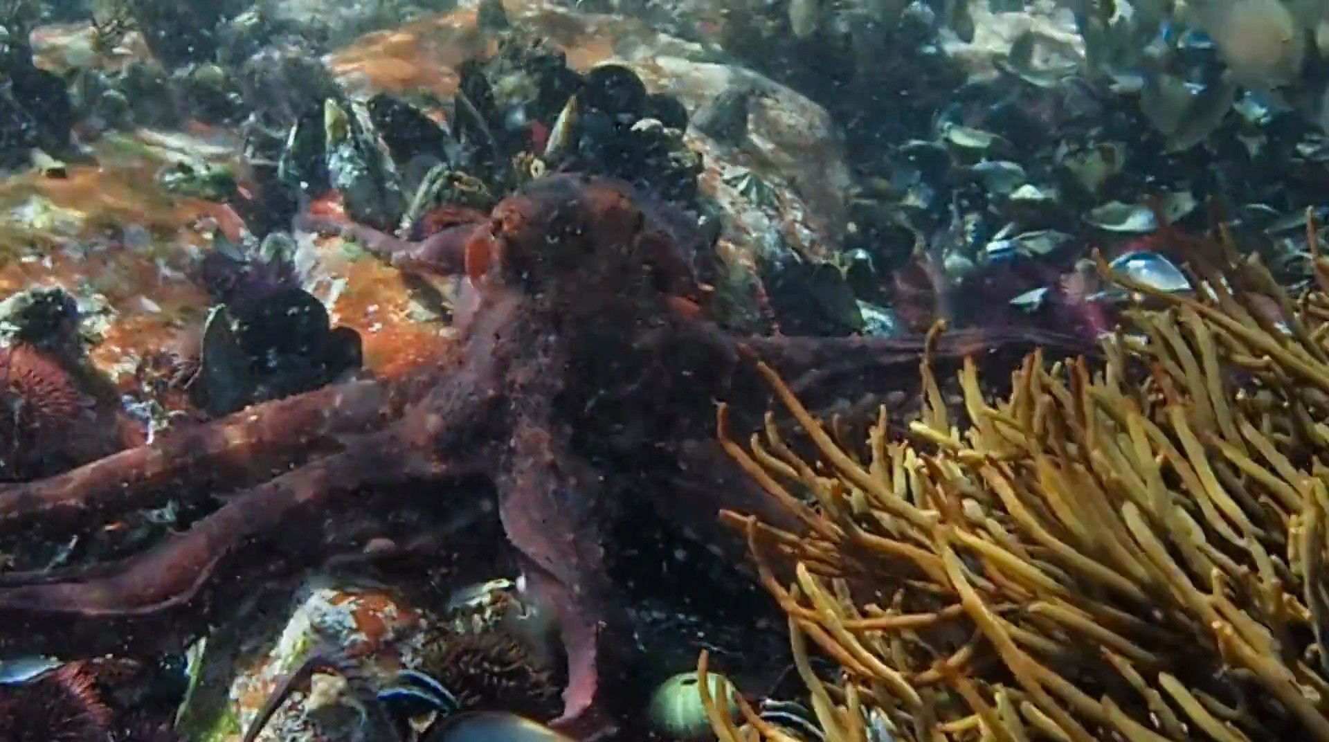 Shot 926