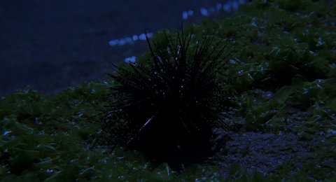 Shot 569