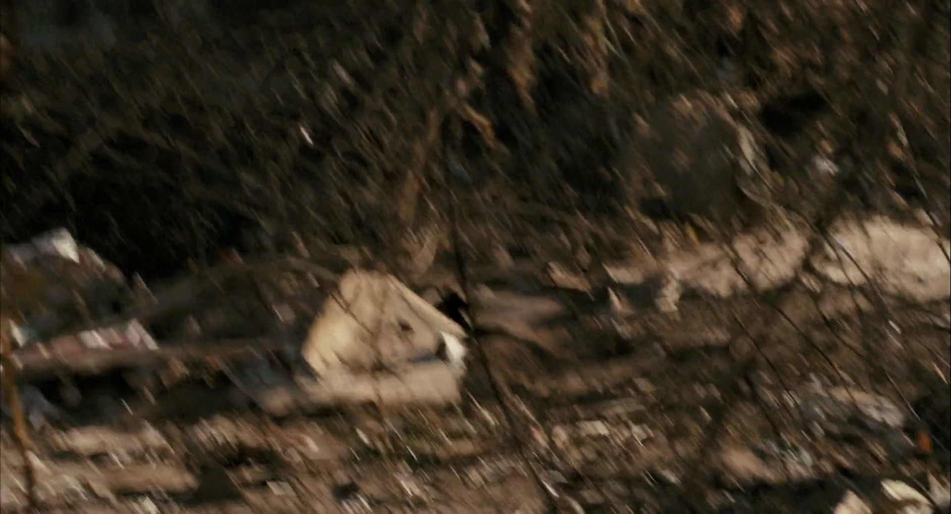 Shot 954