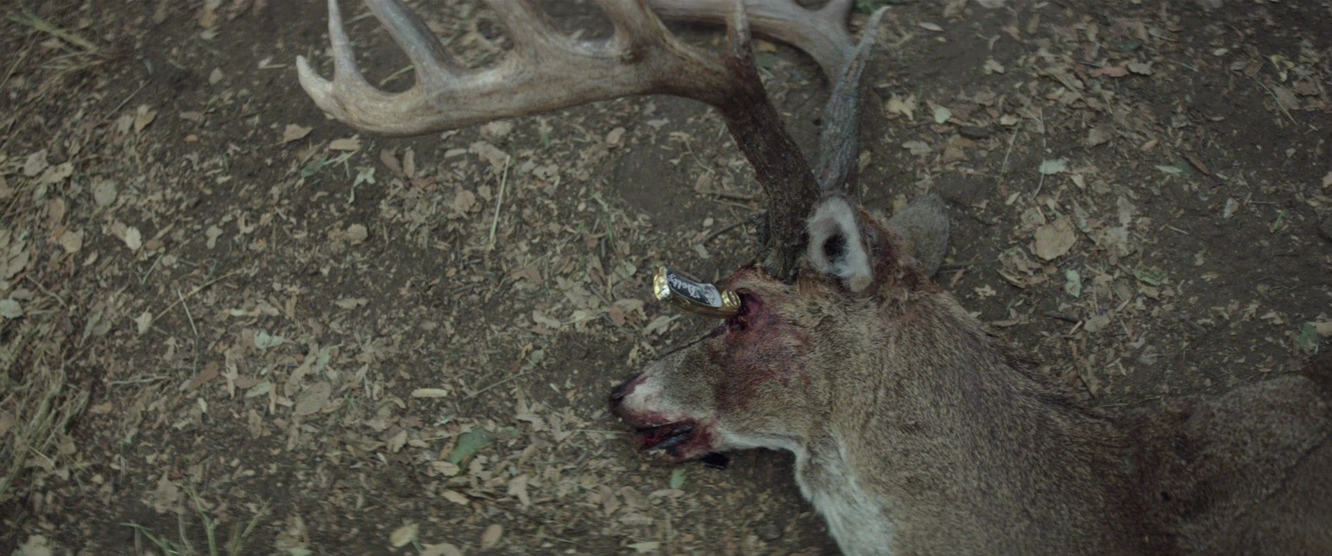 Shot 404