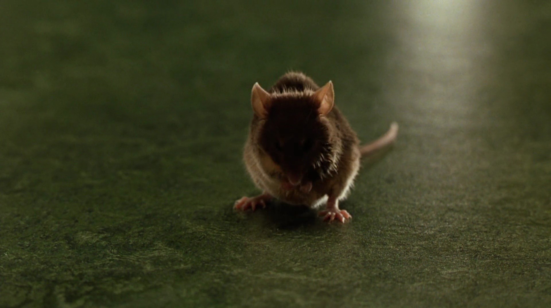 Shot 405