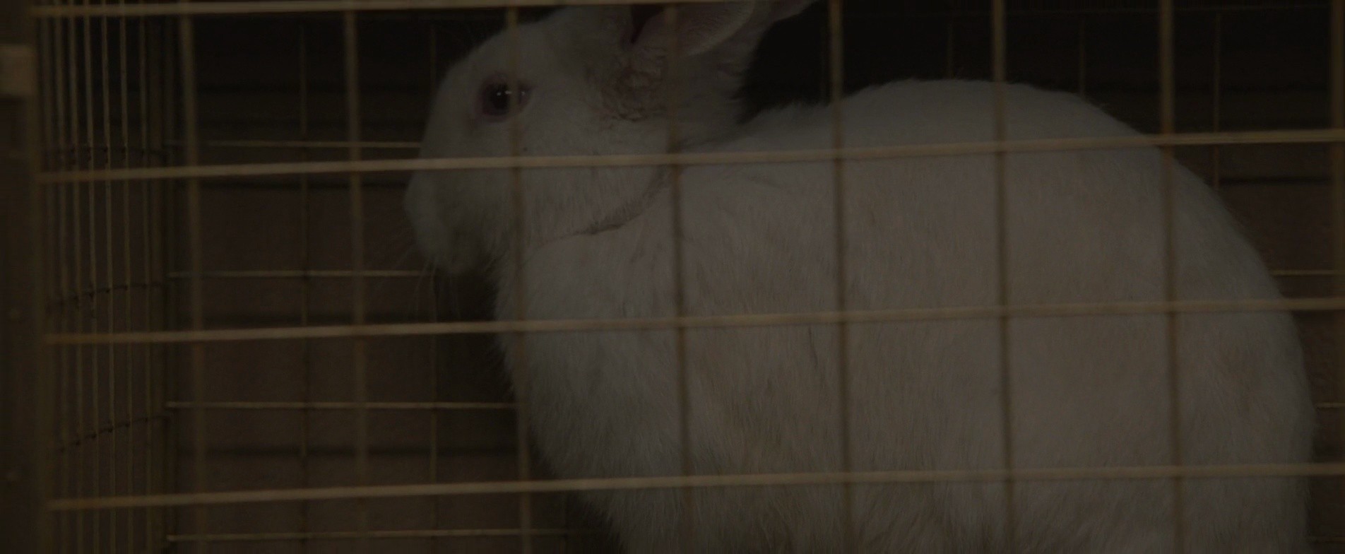 Shot 1119