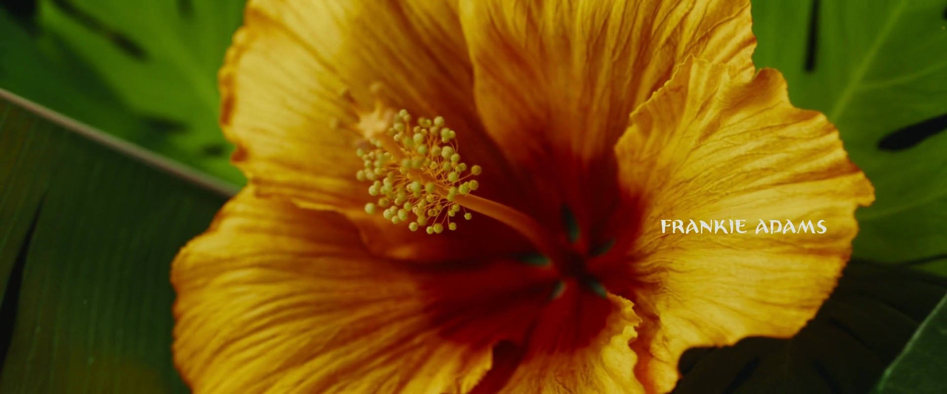 Shot 2219